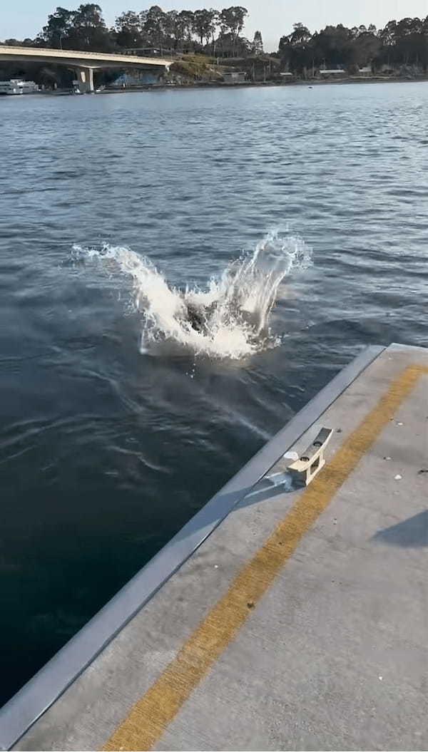 カンガルーのまさかの特技！走ってきた勢いで海に落ちちゃった！？と思ったら・・【海外・動画】