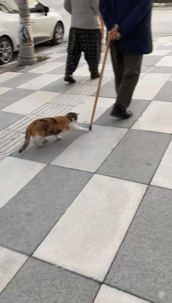 なんだかリードにひかれておさんぽ中みたいだけど・・。ネコは前を行く男性の杖を捕まようと奮闘中！！【海外・動画】