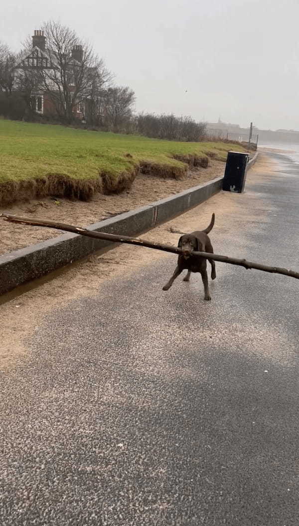 ご機嫌な様子で岸に上がってきた犬。いい枝を見つけたようで喜んでいますが・・、その大きさにビックリ！！【海外・動画】