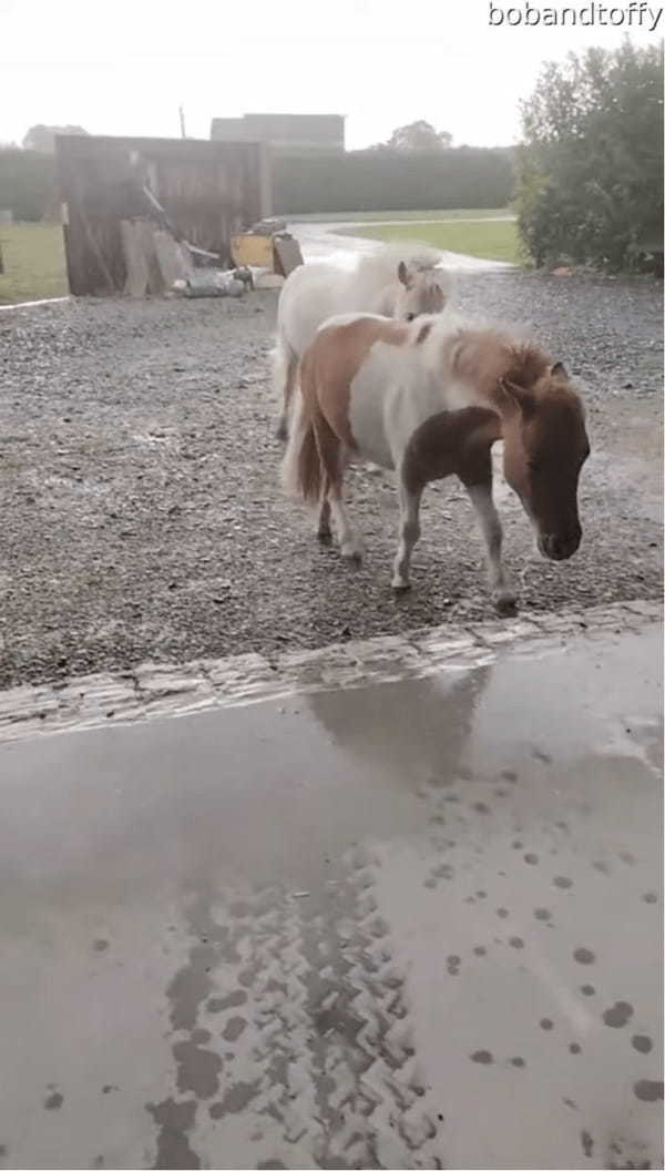 突然雨に放牧中のヒツジとポニーに避難を呼びかける飼い主さん。みんなすぐに厩舎へ帰るいい子です【海外・動画】