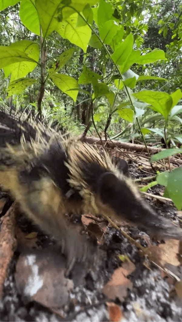 マダガスカルで珍獣と出会った～！全身が黄色と黒の縞模様の体はヒマワリみたい！！【海外・動画】