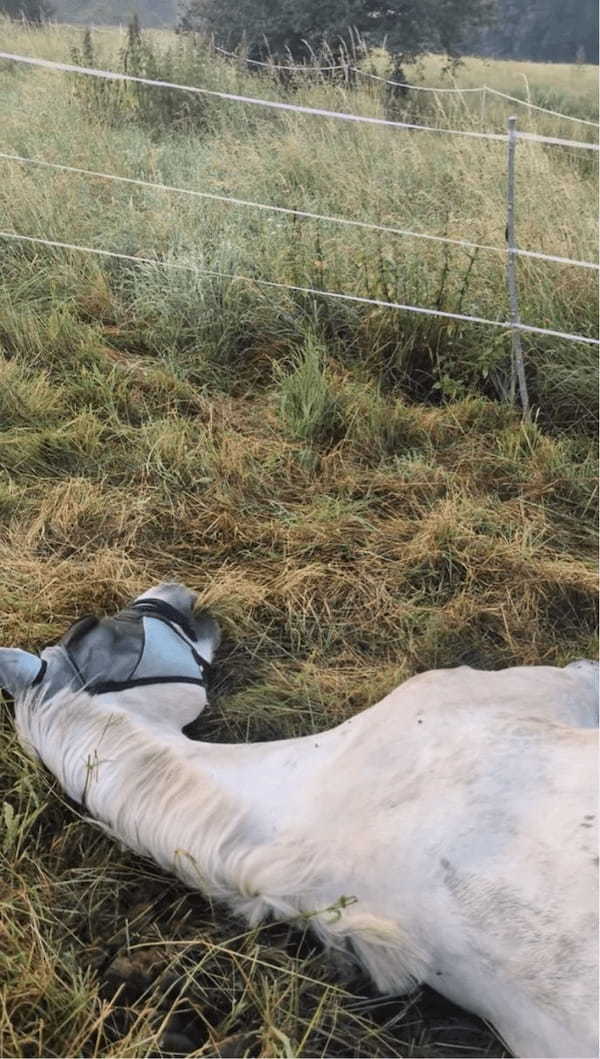 寝たままウマウマ。馬が横になってお昼寝していると思ったら・・口が動いている！？【海外・動画】