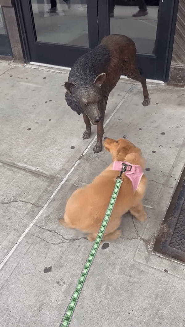 「一緒に遊ぼうよ!」子犬が遊んでアピールしているけれど・・そのオオカミは動かないよ!!【アメリカ・動画】