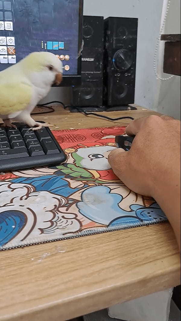 ゲームをしたい飼い主さんVSかまってほしいインコ。その攻防がなんだかとても微笑ましい【海外・動画】