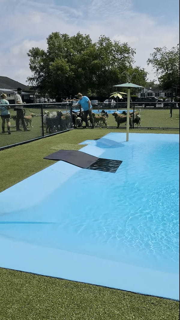 暑い日ややっぱりプールで水浴びに水遊び！！プールに入れてもらえるのを待つ犬たちが愛らしい