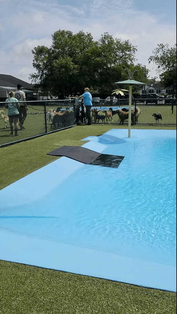 暑い日ややっぱりプールで水浴びに水遊び！！プールに入れてもらえるのを待つ犬たちが愛らしい