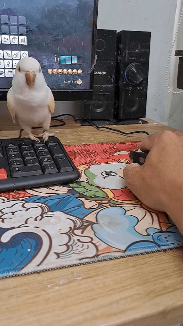 ゲームをしたい飼い主さんVSかまってほしいインコ。その攻防がなんだかとても微笑ましい【海外・動画】