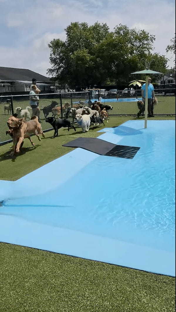 暑い日ややっぱりプールで水浴びに水遊び！！プールに入れてもらえるのを待つ犬たちが愛らしい