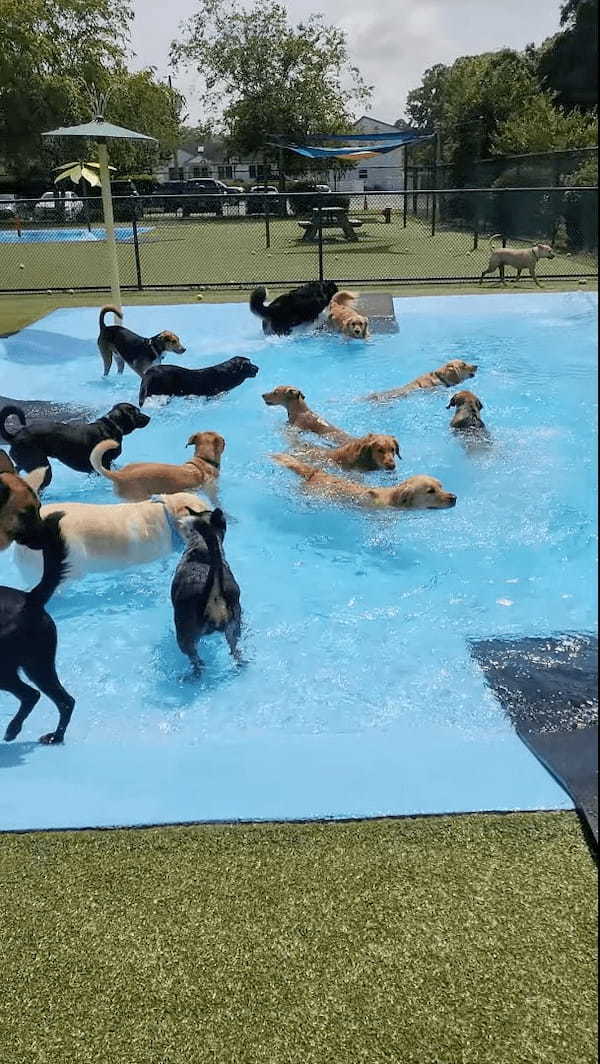 暑い日ややっぱりプールで水浴びに水遊び！！プールに入れてもらえるのを待つ犬たちが愛らしい