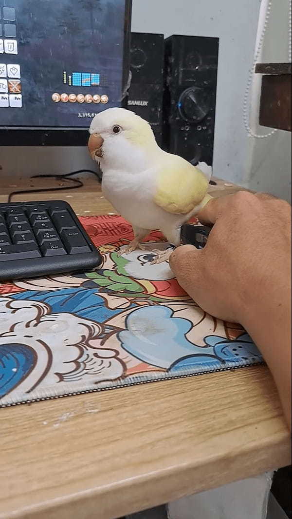 ゲームをしたい飼い主さんVSかまってほしいインコ。その攻防がなんだかとても微笑ましい【海外・動画】