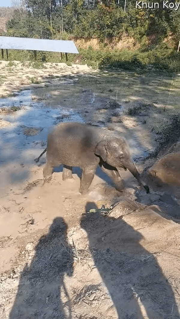 ゾウの赤ちゃんがバシャバシャ！水遊びを楽しんでいるけど・・起き上がれるかな？