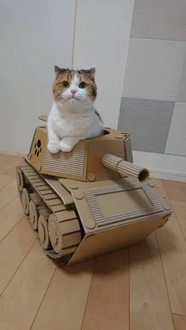 ダンボール戦車から猫がひょっこり　パンツァー・フォー！