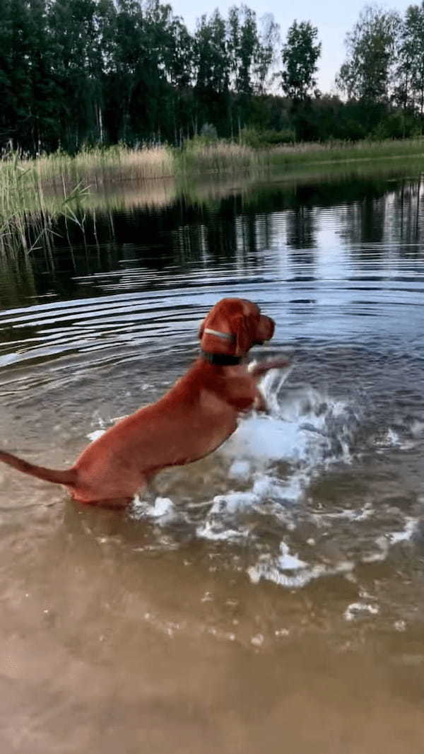 泳ぐ前のウォーミングアップに余念がない犬。前足でバシャバシャと水を掻いて体をしっかり準備！！【海外・動画】