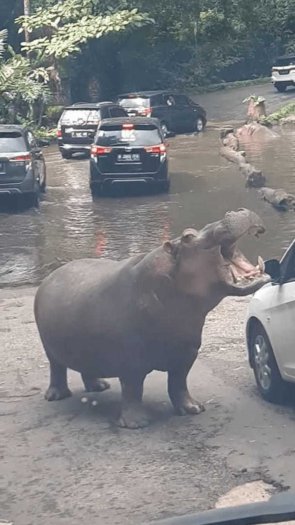 サファリパークの車の列が進む道の真ん中にカバの姿が！！大きく口を開いているけど、ごはんのおねだりをしている？？【海外・動画】