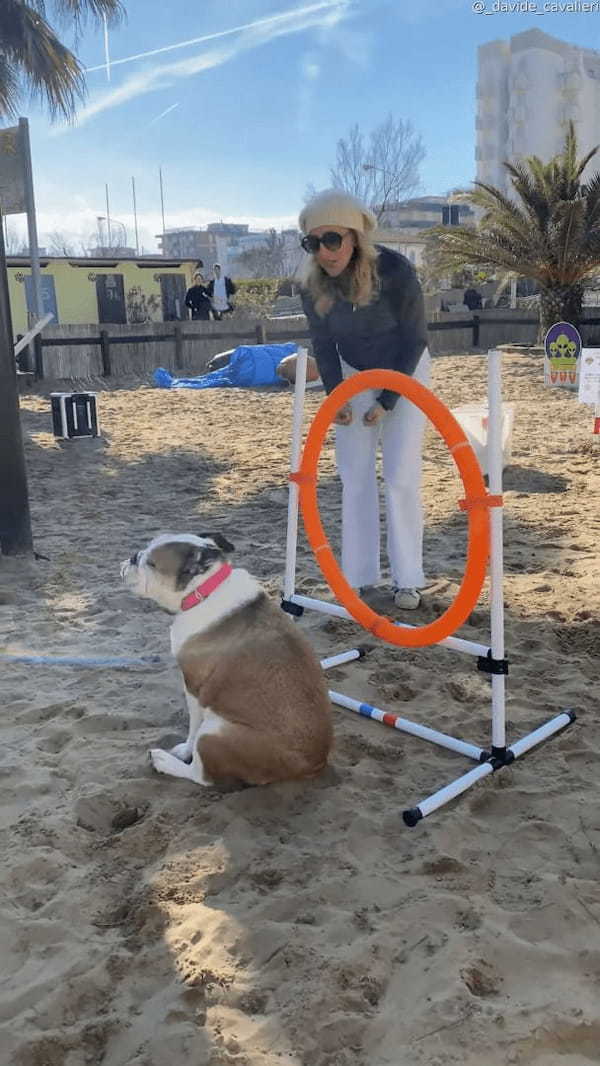 マイペースもここに極まれり？！障害物レースに挑んだブルドッグでしたが・・、飼い主さんもお手上げの事態に！？【海外・動画