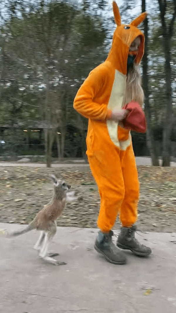 もしかしてお母さんだと思ってる？カンガルーの赤ちゃんがピョンピョン跳ねて後をついていくのは・・【アメリカ・動画】