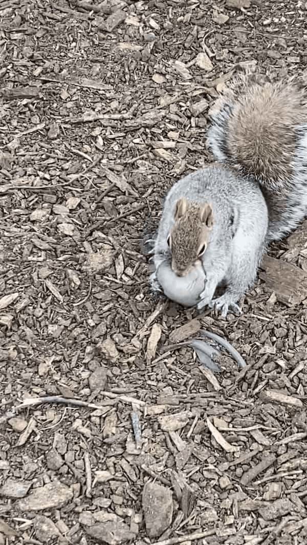 木から落ちてしまったリスの赤ちゃん。そのピンチにママが颯爽と駆けつけ救出します！！【アメリカ・動画】