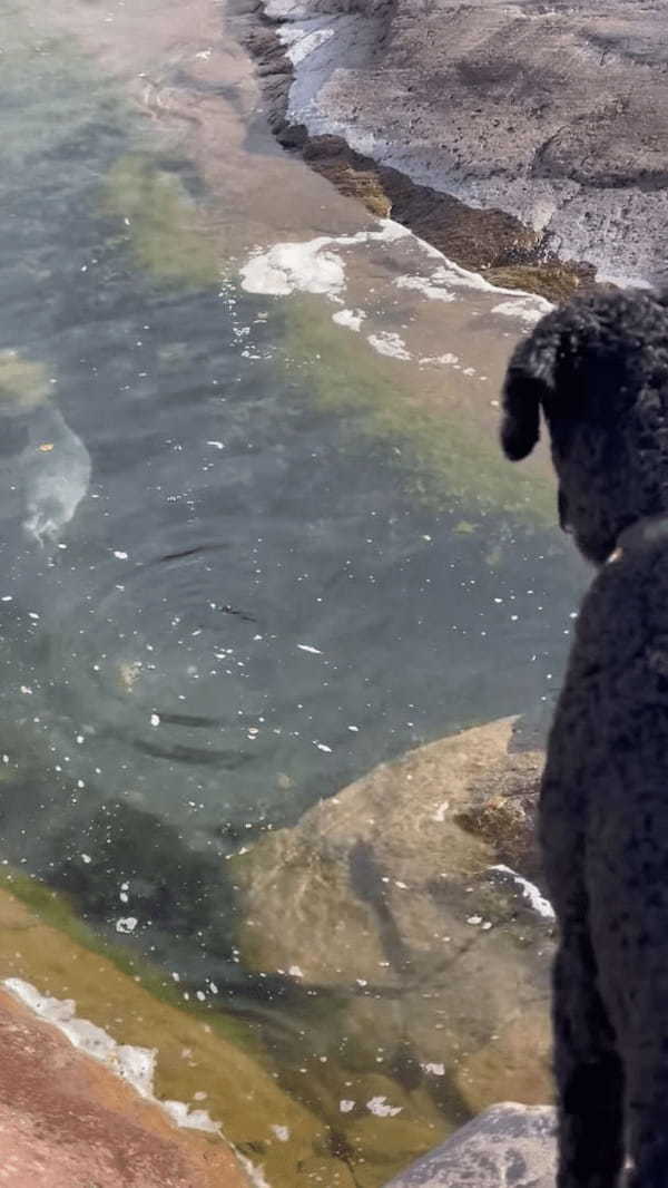 海岸を愛犬と散歩していたらまさかの出会いが！水面から顔を覗かせて挨拶してくれたその動物とは！？【海外・動画】