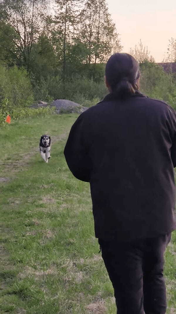 ヘラジカと遊びたい愛犬。一緒に遊ぼうと誘いかけているようですが、ヘラジカはこの願いに応えてくれるかな？？