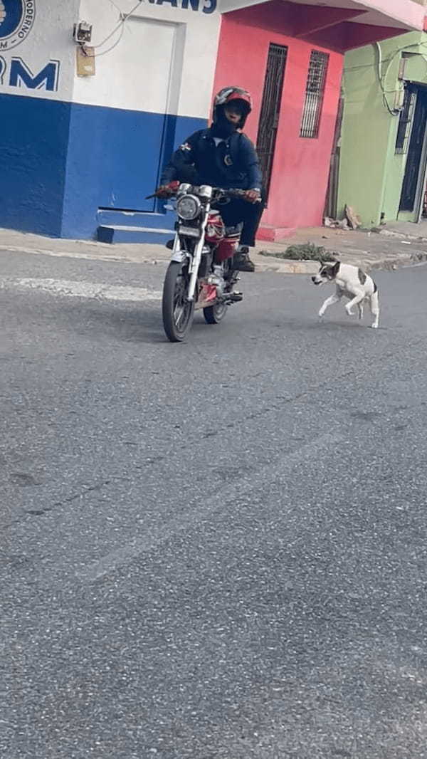 犬が人間にドッキリを決行！？車の影に身を潜める犬の狙いは・・、ある人を驚かすことでした！！【海外・動画】