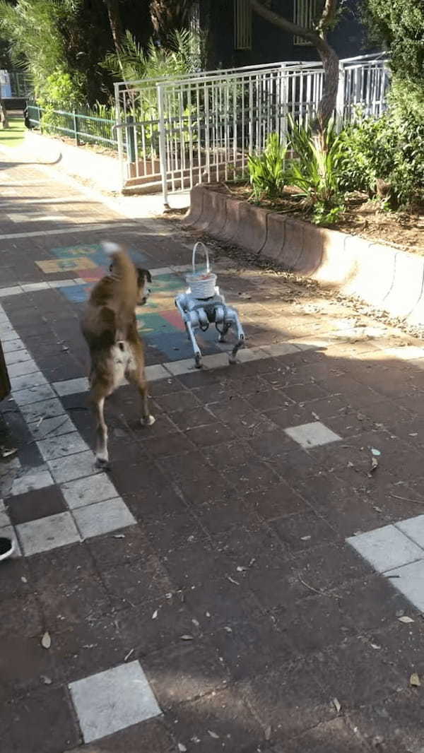 愛犬は最新ロボットにビックリ！！相手のことが気になって仕方ないようで、吠えながらどこまでも追跡します！！【海外・動画】