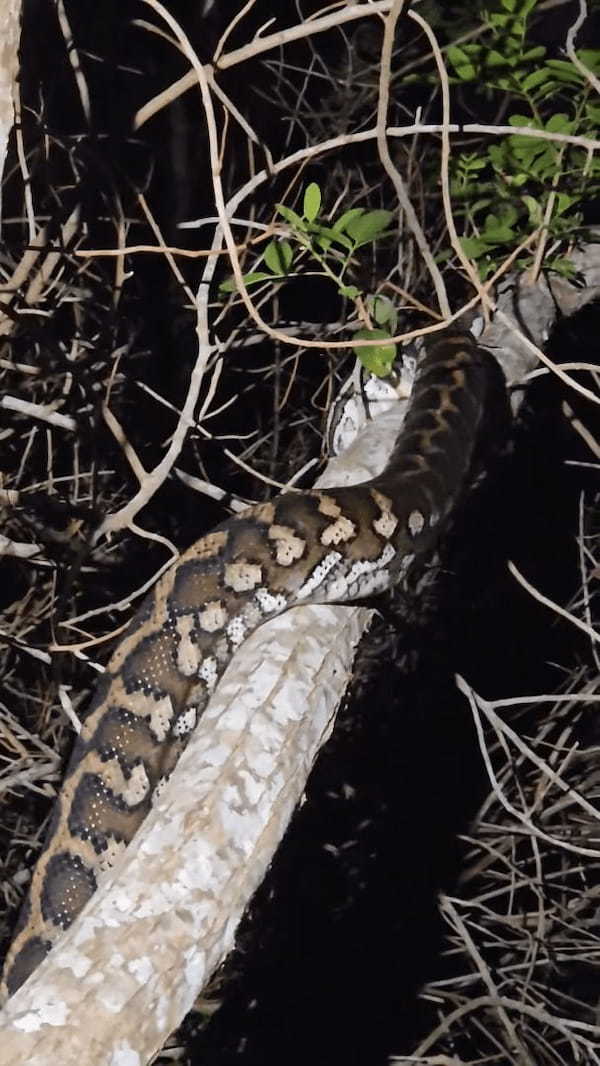 ヘビ捕獲業者もビックリ！！依頼者のもとへ駆けつけると・・タイヤの奥に巨大なヘビが！！