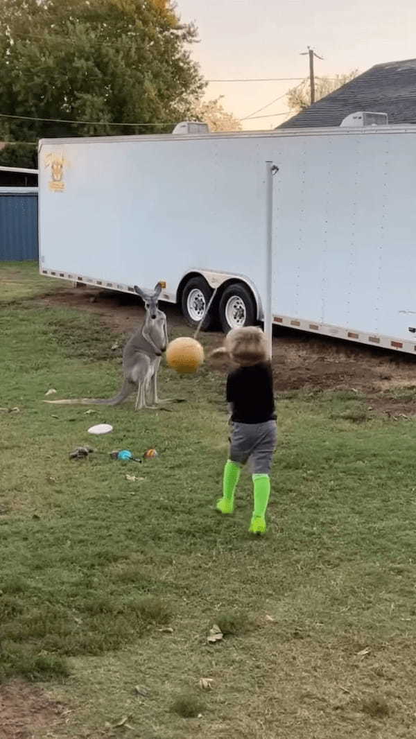 カンガルーもボール遊びがしたい？楽しそうにボールで遊ぶ子供の姿を見ていたカンガルーが次に取った行動は！？【アメリカ・動画】