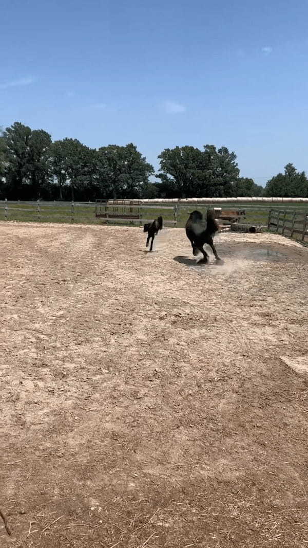 ハミを外してもらった子馬。ゴロンと寝転がったり元気いっぱい駆け回って自由を謳歌！！【海外・動画】