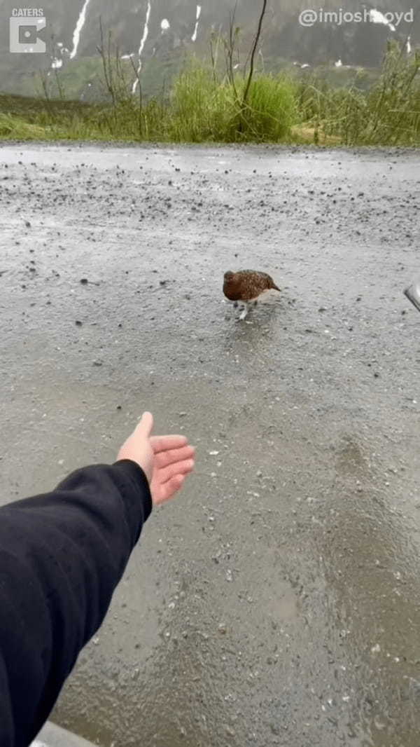 山道をトコトコ歩く野生の「ウズラ」の姿を発見！挨拶したら近付いてきてくれたのでフレンドリーな子なのかと思いきや・・！！