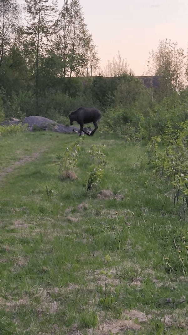 ヘラジカと遊びたい愛犬。一緒に遊ぼうと誘いかけているようですが、ヘラジカはこの願いに応えてくれるかな？？