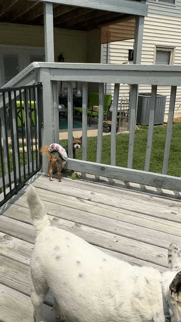 プールデッキから出ていこうとした犬。ところが溺れないように浮き輪が装着されていた為・・【アメリカ・動画】