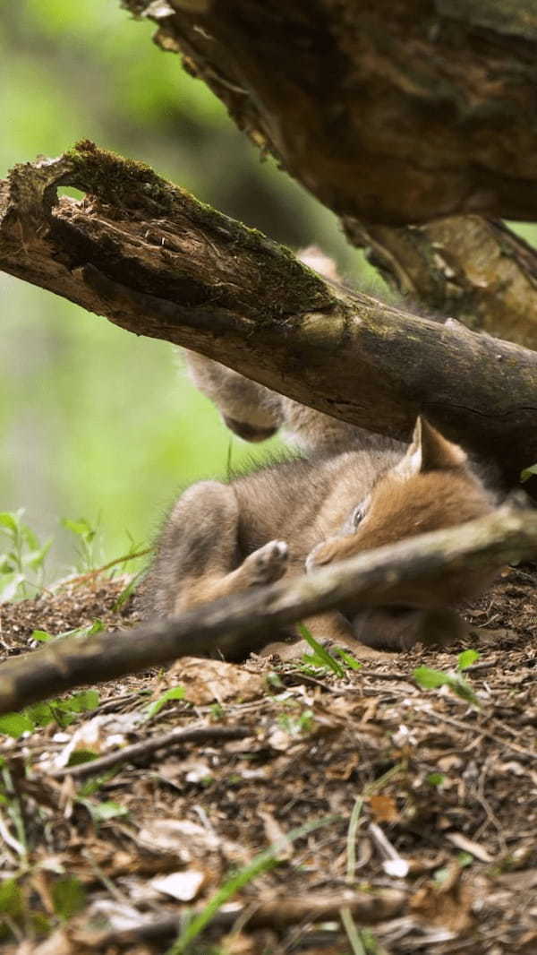 偶然発見したコヨーテの家族。そこには、カワイイ赤ちゃんたちがあくびをしたり無邪気に遊ぶ姿が！！【海外・動画】