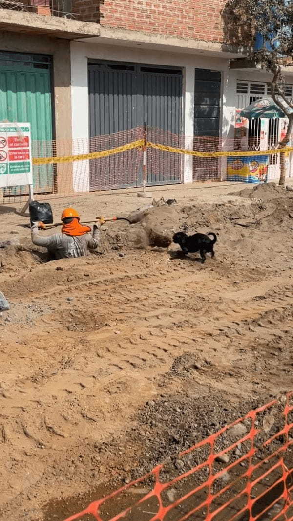 工事のお手伝いをしてくれているの？犬がシャベルで掘り出した土を平らにしてくれます！【海外・動画】