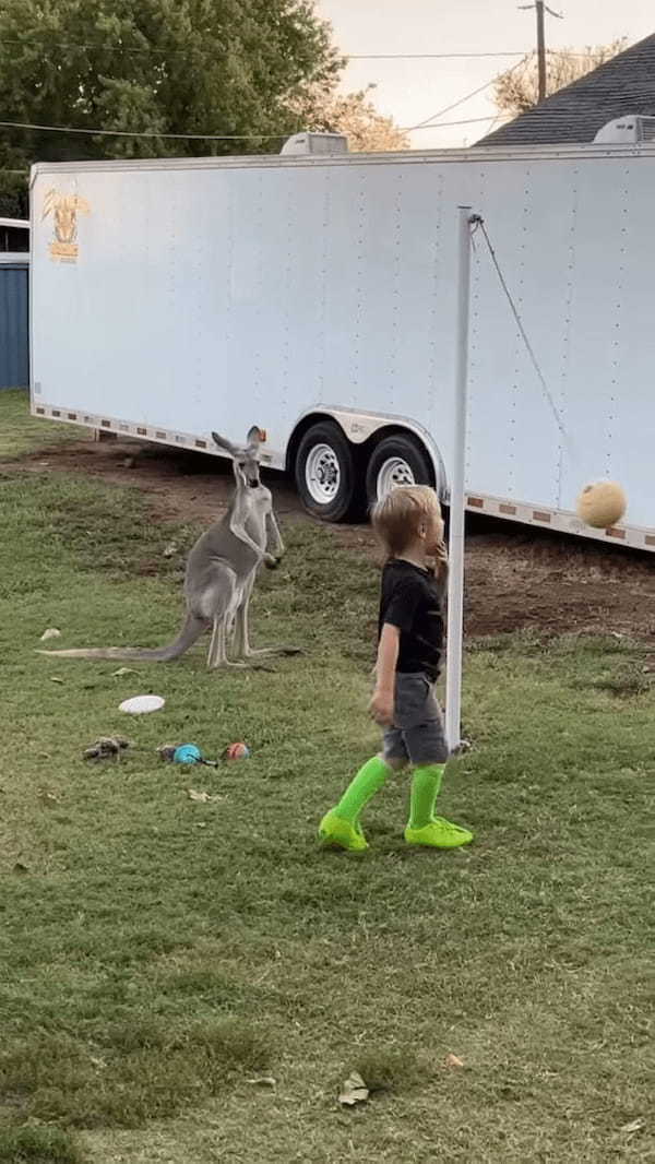 カンガルーもボール遊びがしたい？楽しそうにボールで遊ぶ子供の姿を見ていたカンガルーが次に取った行動は！？【アメリカ・動画】