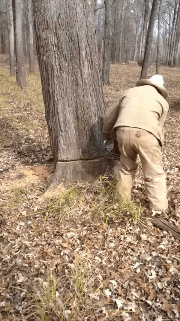 木を倒したら・・幹の中から犬が出てきた！？リスを捕まえようとしたら閉じ込められたみたい・・【アメリカ・動画】