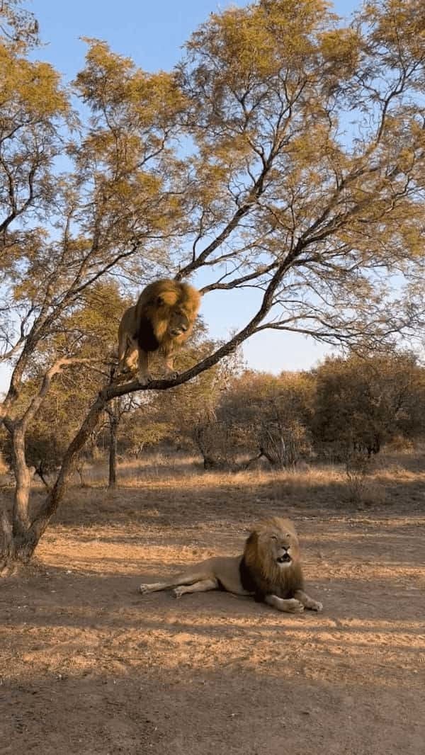 木に飛び乗ったライオン。さすがはネコ科の動物、スイスイとあっという間に登っていきます！！【海外・動画】