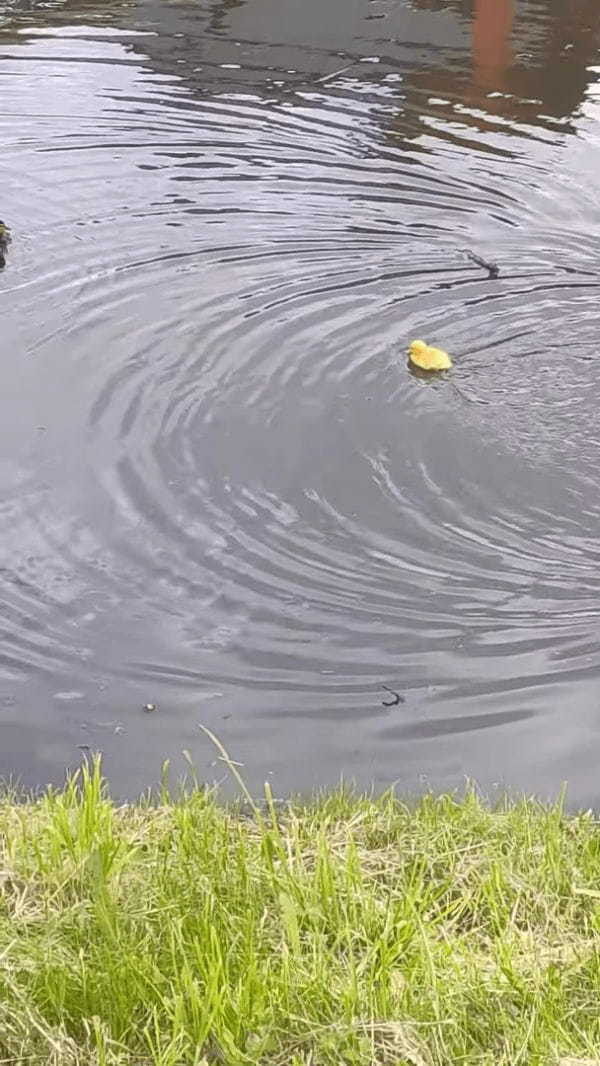 まるで『あの童話』みたいな光景！川で泳ぐアヒルのヒナたち、その中に一羽だけ黄色いヒナが混じっていました！！