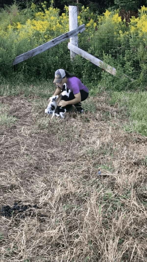 牧羊犬の素質◎？ボーダーコリーの子犬たちはヒツジを追ってあっちへこっちへ大忙し！【アメリカ・動画】