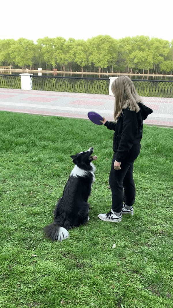 フリスビーが川に落ちちゃった！！しかし諦めきれない愛犬がなんと泳いでフリスビーを回収！！