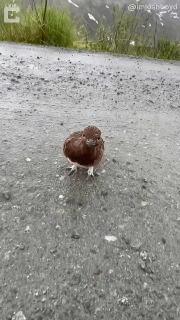 山道をトコトコ歩く野生の「ウズラ」の姿を発見！挨拶したら近付いてきてくれたのでフレンドリーな子なのかと思いきや・・！！