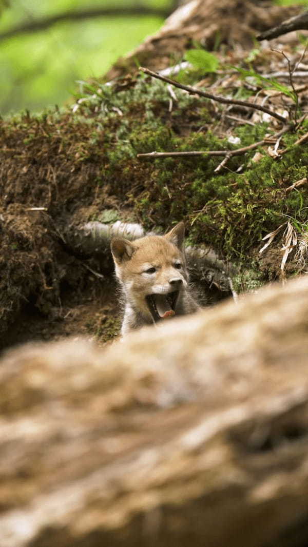 偶然発見したコヨーテの家族。そこには、カワイイ赤ちゃんたちがあくびをしたり無邪気に遊ぶ姿が！！【海外・動画】