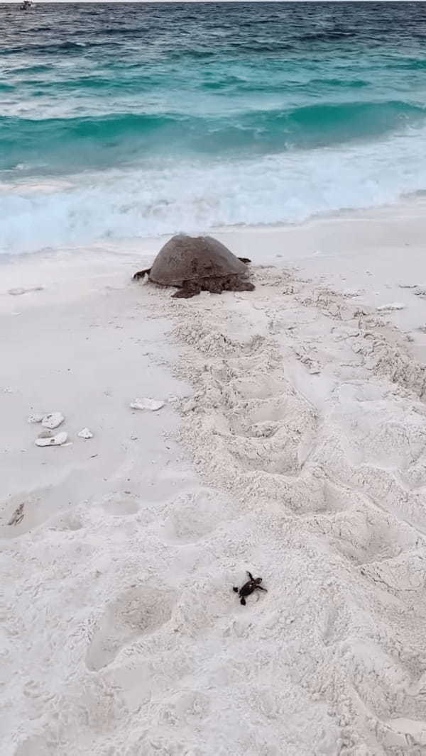 母子のように見えるけど・・。産卵を終え、海に戻っていくウミガメの後ろを付いていく孵ったばかりのカメの赤ちゃん