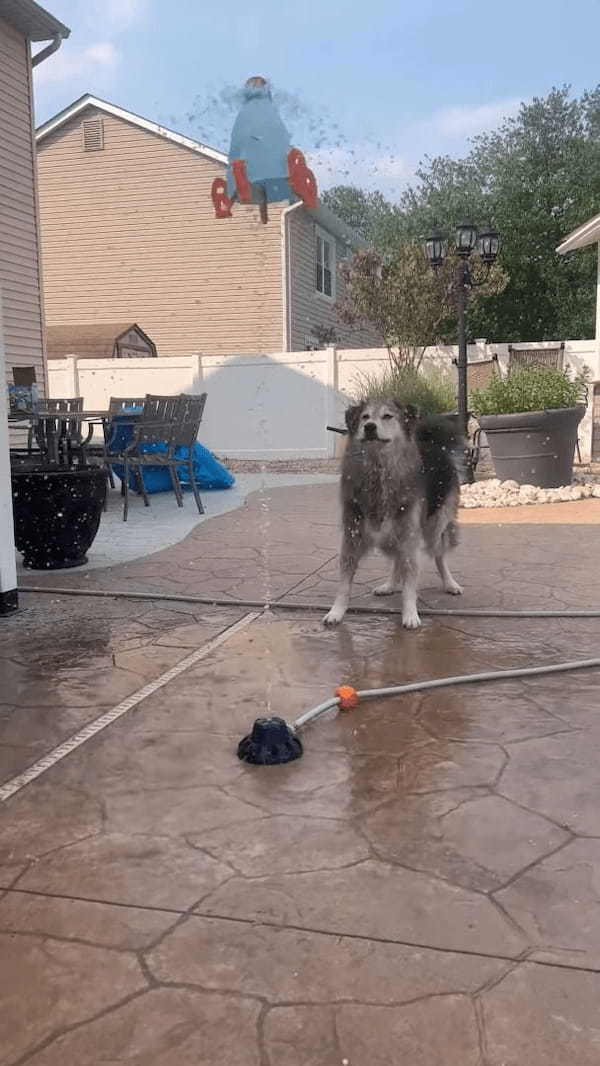 何度打ち上げても墜落する水を使ったロケットのオモチャ。その墜落原因は愛犬！？！？【アメリカ・動画】