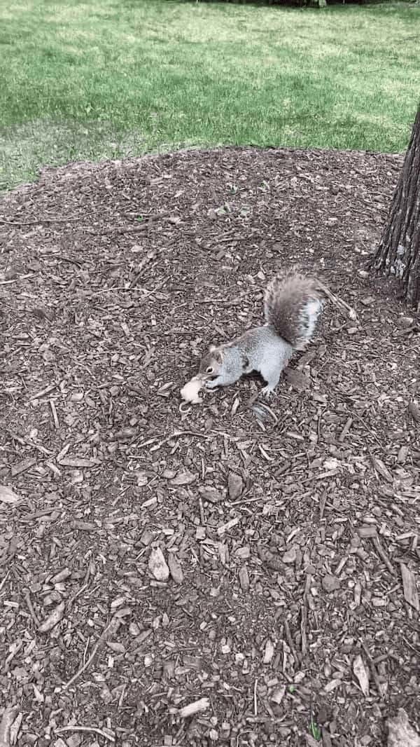 木から落ちてしまったリスの赤ちゃん。そのピンチにママが颯爽と駆けつけ救出します！！【アメリカ・動画】