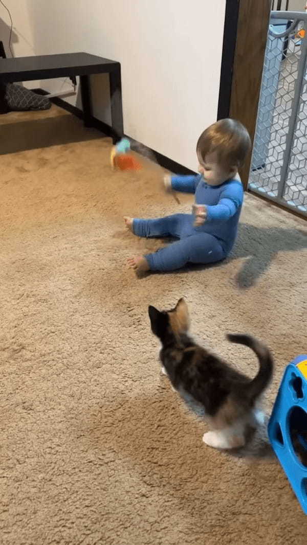 オモチャで遊ぶ赤ちゃんと子猫。幼いコンビが猫じゃらしをめぐってわちゃわちゃ！！【アメリカ・動画】