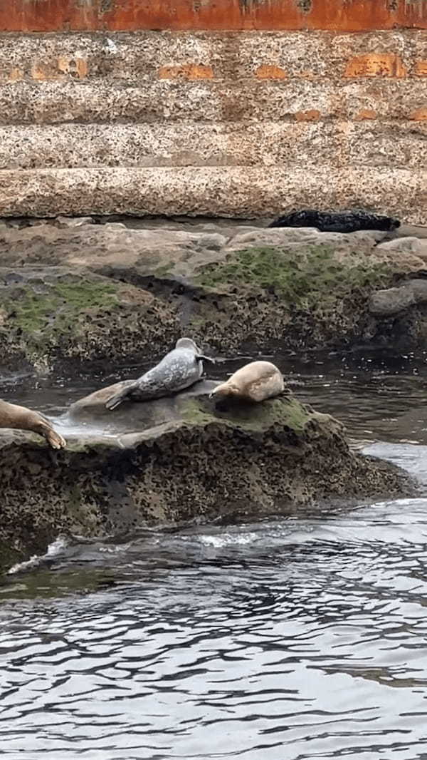 アザラシの赤ちゃんたちがお互いにヒレでペチペチ。熱い陣取り合戦を繰り広げているようなのですが・・、その姿かわいすぎ！！