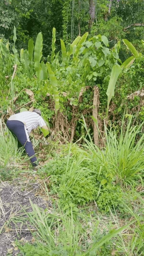 大変！道路の真ん中に『ナマケモノ』が！！動きがゆっくりなこの子が車にひかれないように移動させないと！！