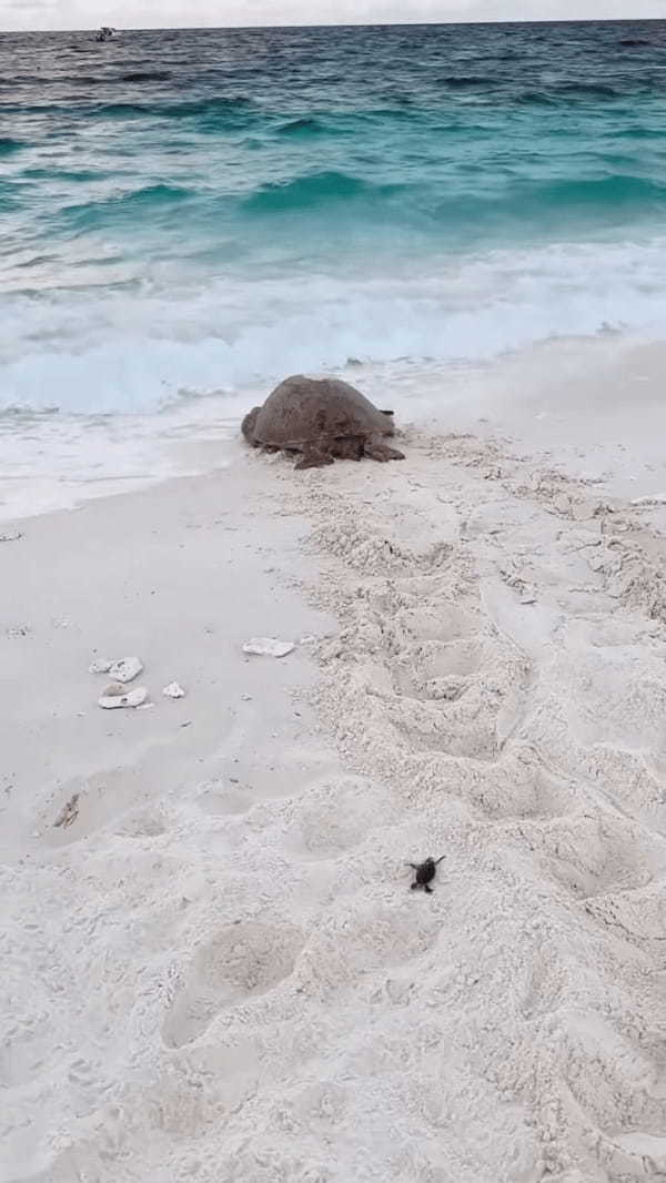 母子のように見えるけど・・。産卵を終え、海に戻っていくウミガメの後ろを付いていく孵ったばかりのカメの赤ちゃん