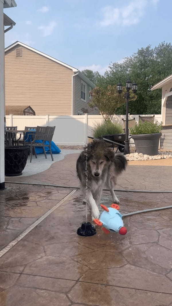 何度打ち上げても墜落する水を使ったロケットのオモチャ。その墜落原因は愛犬！？！？【アメリカ・動画】