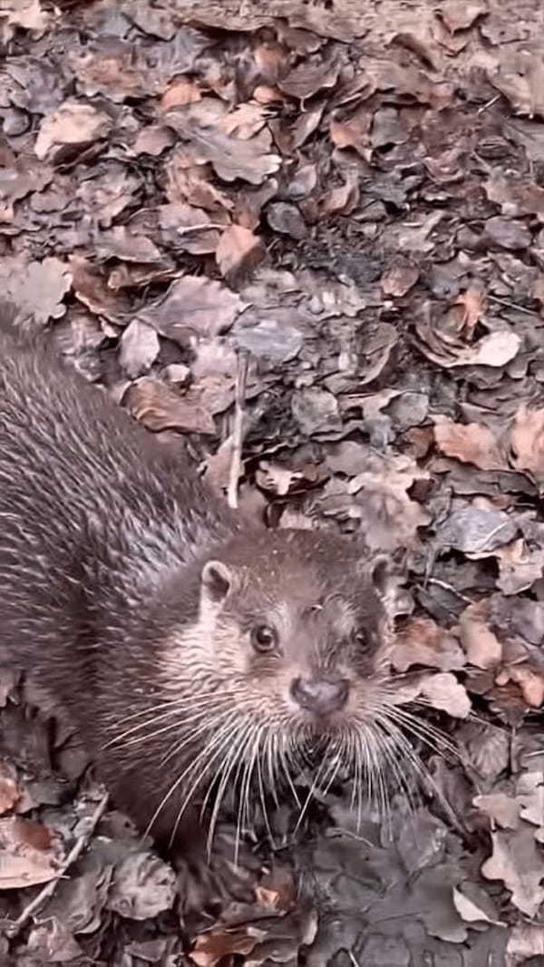 もしかして、このカワウソは飼育員さんの言葉を理解している？？飼育員さんが名前を呼んで話しかてみると・・！！【海外・動画】